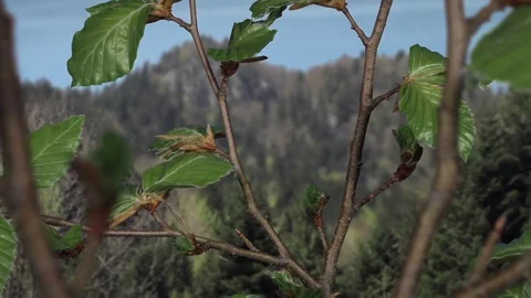 Green leafs growing on trees time-lapse. Mountain background. Stock Footage 99059113
