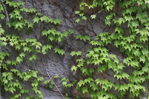 Green leafs growing on wall background texture Фото