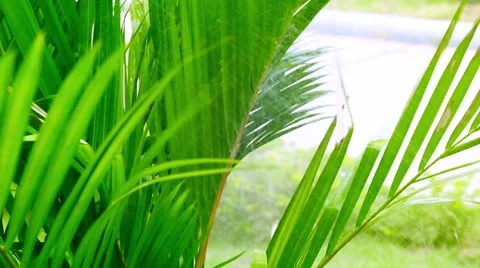 Green leafs hit by water injection Stock Footage 51337741