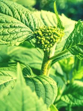 Green leafs of hydrangea with raindrops. View from side. Spring flowers Stock Photos