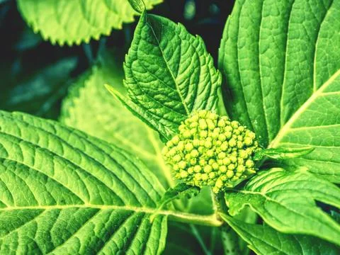 Green leafs of hydrangea with raindrops. View from side. Spring flowers Stock Photos