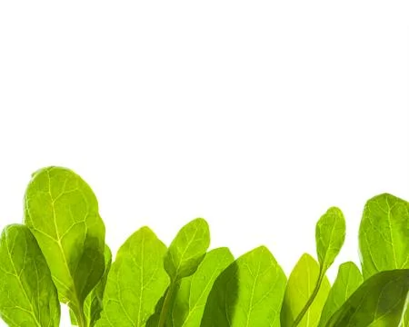 Green leafs isolated background Stock Photos