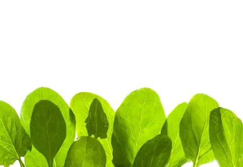 Green leafs isolated background Stock Photos