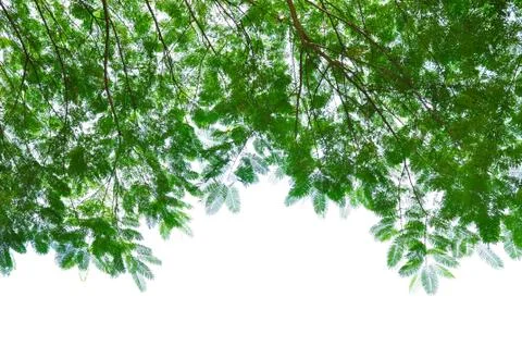 Green leafs isolated on white Stock Photos
