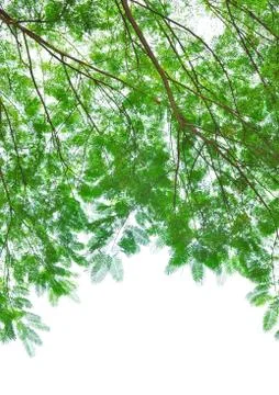 Green leafs isolated on white Stock Photos