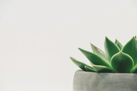 Green leafs keeps on a pot in white background Stock Photos