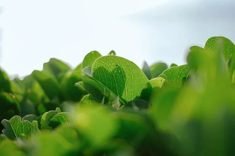 Green leafs macro Stock Photos
