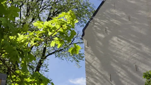 Green leafs move in the wind while casting shadows over a building wall. 1 Stock Footage 275415617
