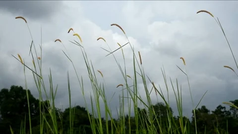 Green leafs moving blowing by the wind Stock Footage 173353520