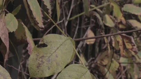 GREEN LEAFS MOVING WITH WIND SLIDER SHOT Stockbeeldmateriaal 168207620