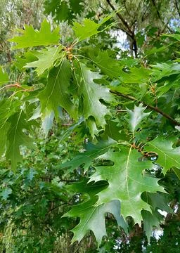 Green leafs oak on tree Stock Photos