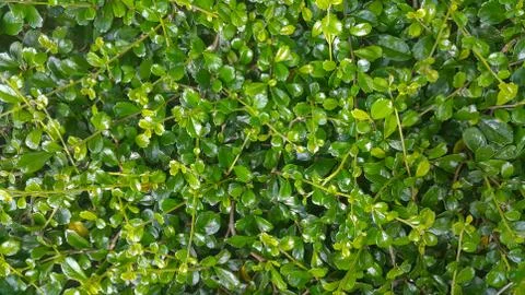 Green leafs pattern 스톡 사진