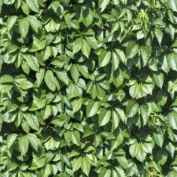 Green leafs pattern seamless background 4K. Texture pattern for continuous Foto stock