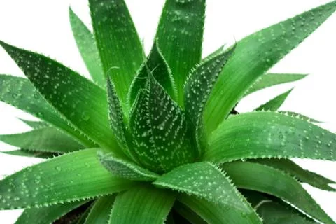 Green leafs Stock Photos