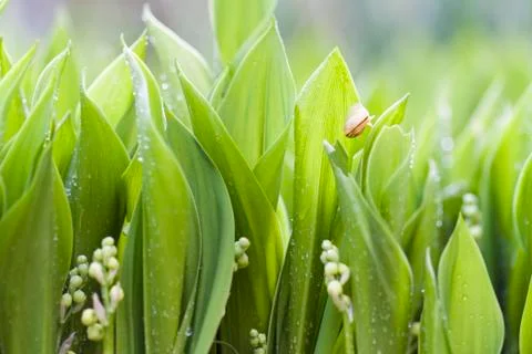 Green leafs Stock Photos