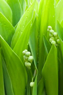 Green leafs Stock Photos