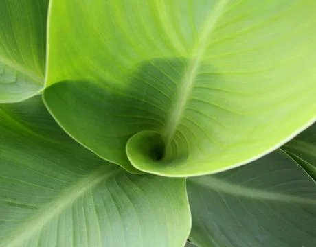 Green leafs Foto stock