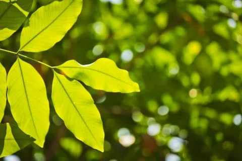 Green leafs Stock Photos