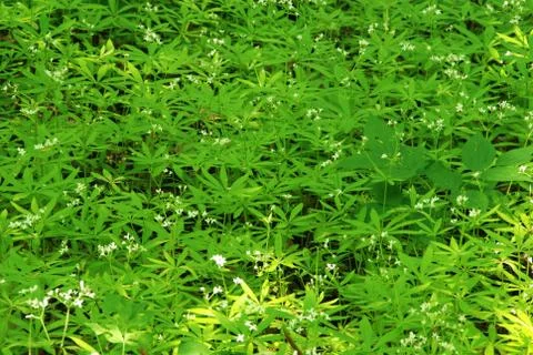 Green leafs Stock Photos