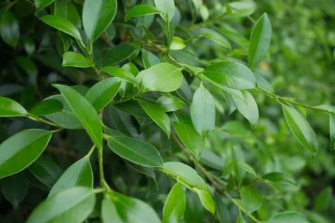 Green leafs Stock Photos