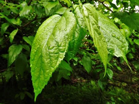 Green Leafs Stock-Fotos