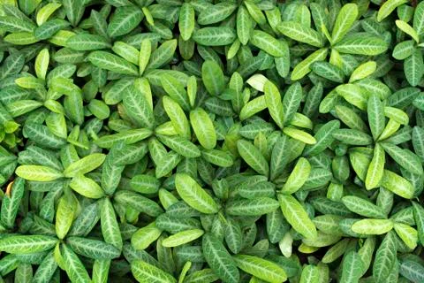 Green leafs Stock Photos