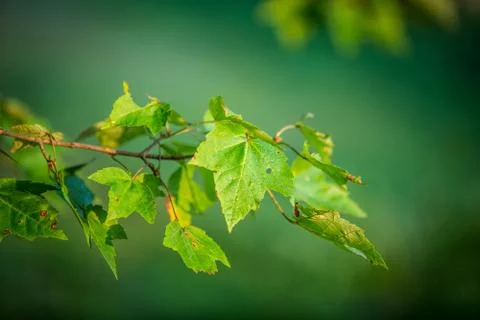 Green leafs Stock Photos