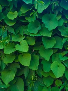 Green leafs Stock Photos