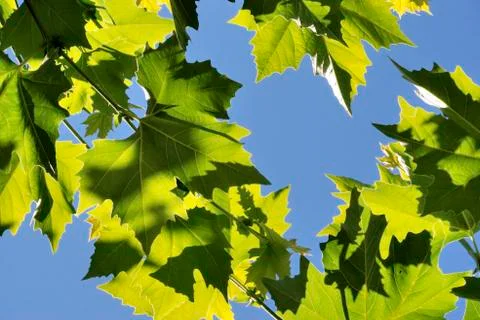 Green leafs Foto stock