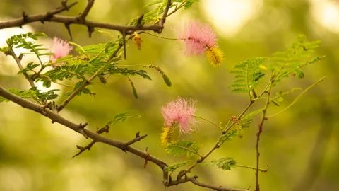 Green Leafs Stock Photos