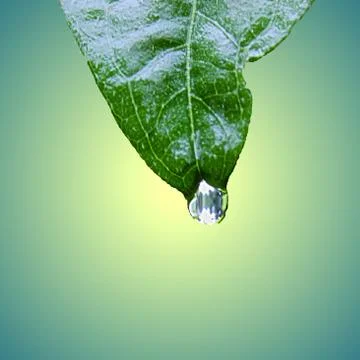 Green leafs Stock Photos