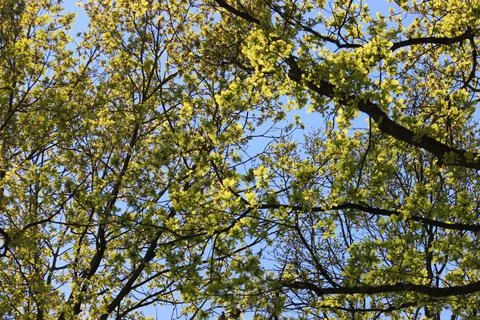 Green Leafs Stock Photos