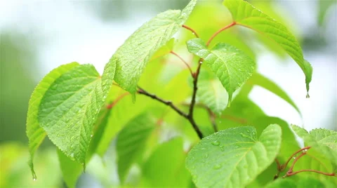 Green leafs in the rain. Stock Footage 54903633