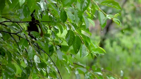Green leafs in the rain. Heavy summer rain Falling On Tree Leaves Stock Footage 276562238