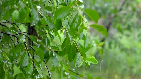 Green leafs in the rain. Heavy summer rain Falling On Tree Leaves 스톡 동영상 276562273