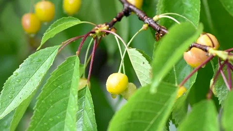 Green leafs in the rain. Heavy summer rain Falling On Tree Leaves Stock Footage 276562277