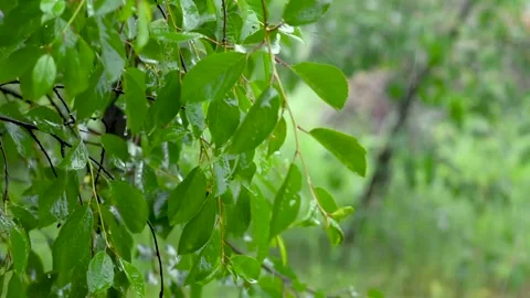 Green leafs in the rain. Heavy summer rain Falling On Tree Leaves. slow motion Stock Footage 276562288
