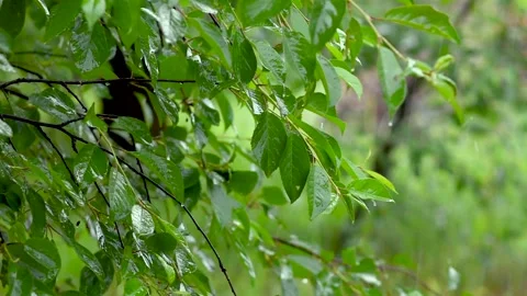 Green leafs in the rain. Heavy summer rain Falling On Tree Leaves. slow motion Stock Footage 276562294