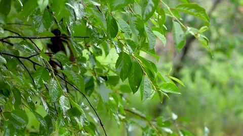 Green leafs in the rain. Heavy summer rain Falling On Tree Leaves Stock Footage 276562520