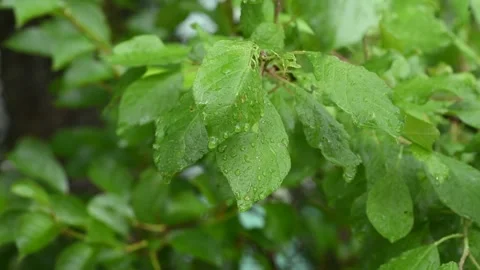 Green leafs in the rain. Heavy summer rain Falling On Tree Leaves Stock Footage 276562873