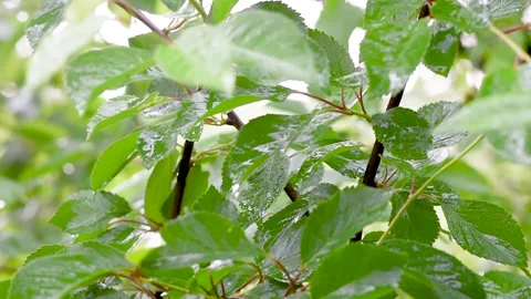 Green leafs in the rain. Heavy summer rain Falling On Tree Leaves Stock Footage 276562916
