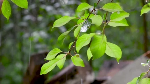 Green leafs in the rain. Heavy summer rain Falling On Tree Leaves Stock Footage 276563026