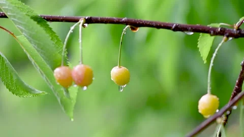 Green leafs in the rain. Heavy summer rain Falling On Tree Leaves 스톡 동영상 276563073