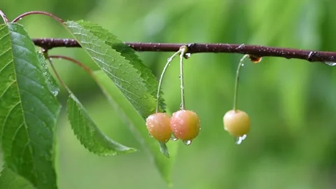 Green leafs in the rain. Heavy summer rain Falling On Tree Leaves Stock Footage 276563079