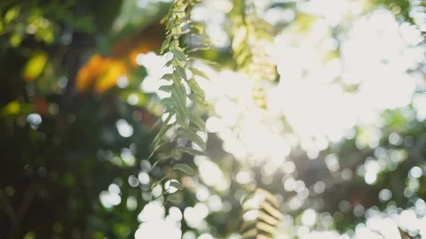 Green leafs with the ray of sun behind Stock Footage 103505473