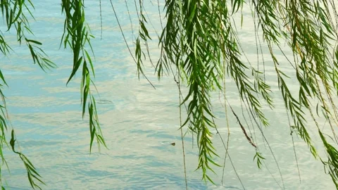 Green leafs with river Stock Footage 134637889