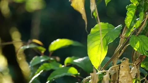 Green leafs shake with the wind Stock Footage 48348877