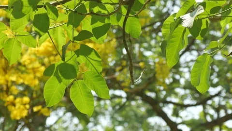Green leafs shaking with wind Stock Footage 107390825