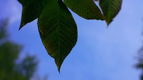 Green leafs on sky background Stock Photos