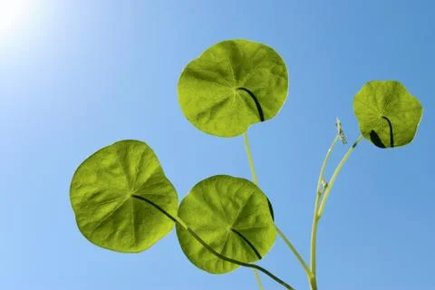 Green leafs  in sky Foto stock